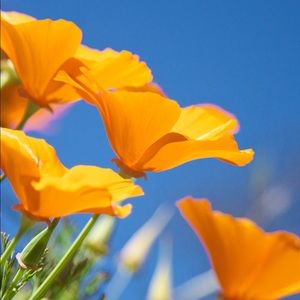 Meet your Posher, Amiejo